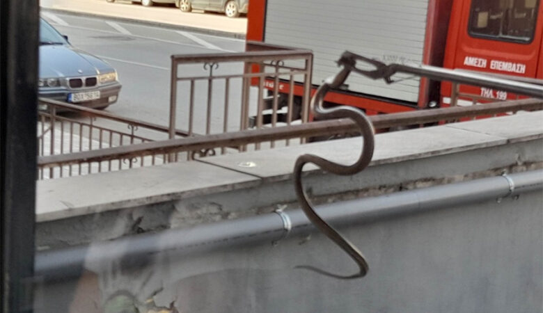 Πανικός στη Λάρισα: Βρέθηκε φίδι σε κατάστημα – Το απομάκρυνε η Πυροσβεστική