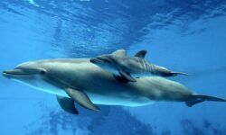 Άγχος, κρύο και χιλιάδες δελφίνια: Άνδρας που έμεινε εγκλωβισμένος σε βαθυσκάφος επί 3 ημέρες αφηγήθηκε όσα βίωσε