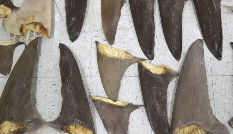 Βραζιλία: Κατασχέθηκε ποσότητα ρεκόρ άνω των 28 τόνων πτερυγίων καρχαρία