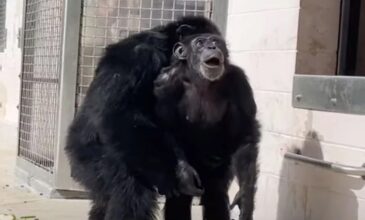 Χιμπατζής που πέρασε τη ζωή του σε κλουβί βλέπει για πρώτη φορά τον ανοιχτό ουρανό – Το συγκινητικό βίντεο