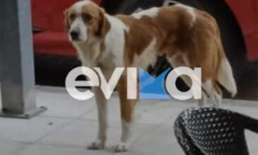 Κτηνωδία στην Εύβοια: Πυροβόλησαν αδέσποτο σκυλάκι – Φέρει βαρύ τραύμα στον θώρακα και στα πόδια