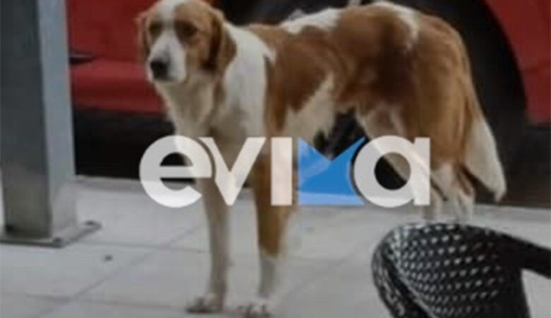 Κτηνωδία στην Εύβοια: Πυροβόλησαν αδέσποτο σκυλάκι – Φέρει βαρύ τραύμα στον θώρακα και στα πόδια