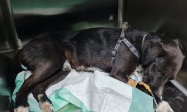 Νέα κτηνωδία στην Κρήτη: Προσπάθησαν να ευνουχίσουν σκύλο με… tire up