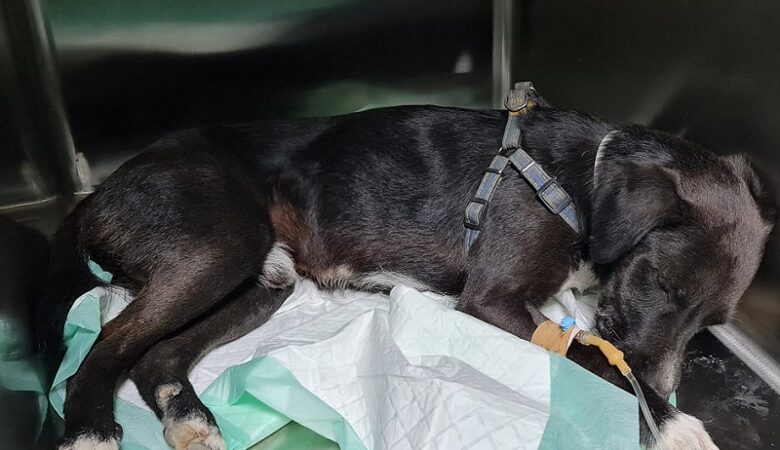 Νέα κτηνωδία στην Κρήτη: Προσπάθησαν να ευνουχίσουν σκύλο με… tire up