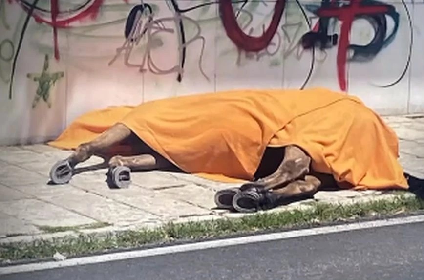 Ελεύθερος υπό όρους ο ιδιοκτήτης του αλόγου που ξεψύχησε σε δρόμο στην Κέρκυρα μετά την απολογία του