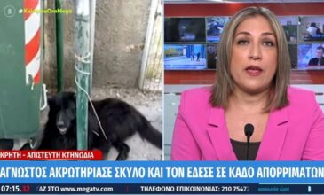 Κτηνωδία στην Κρήτη: Άγνωστος ακρωτηρίασε σκύλο και τον έδεσε σε κάδο απορριμμάτων