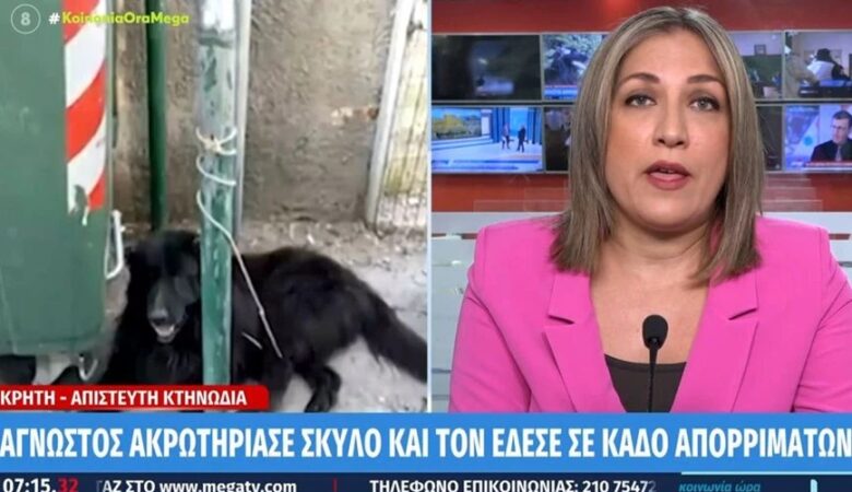 Κτηνωδία στην Κρήτη: Άγνωστος ακρωτηρίασε σκύλο και τον έδεσε σε κάδο απορριμμάτων