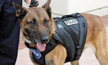 Οι αστυνομικοί σκύλοι «Βέρα» και «Μπόμπερ» ανακάλυψαν κρυψώνες ναρκωτικών 30χρονου σε Θεσσαλονίκη και Δράμα
