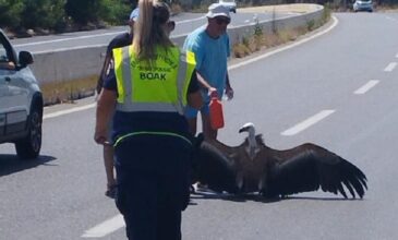 Ο καύσωνας… έριξε ημιλιπόθυμο ακόμη και γυπαετό στη μέση του δρόμου στο Ηράκλειο