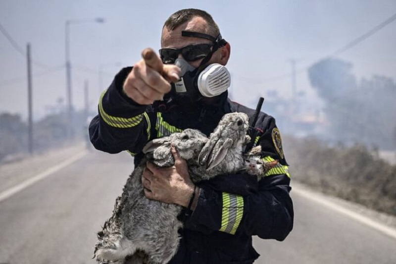 Μεγάλη φωτιά στη Ρόδο: Συγκλονίζει ο πυροσβέστης που έχει στην αγκαλιά του  μικρά ζωάκια που μόλις διέσωσε – News.gr
