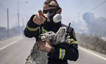 Μεγάλη φωτιά στη Ρόδο: Συγκλονίζει ο πυροσβέστης που έχει στην αγκαλιά του μικρά ζωάκια που μόλις διέσωσε