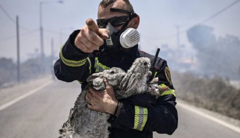 Μεγάλη φωτιά στη Ρόδο: Συγκλονίζει ο πυροσβέστης που έχει στην αγκαλιά του μικρά ζωάκια που μόλις διέσωσε