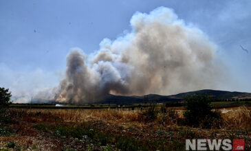 Φωτιά στη Μαγνησία: Δεν υπάρχουν ενεργά μέτωπα – Περισσότερα από 50.000 στρέμματα γης κάηκαν