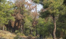 Απαγόρευση κυκλοφορίας και αύριο στο Σέιχ-Σου και δωδεκάωρη σε δάση της Χαλκιδικής