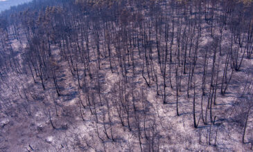 Περισσότερα από 617.000 στρέμματα κατέκαψε μέχρι σήμερα η φωτιά στον Έβρο και πάνω από 50.000 στη Φυλή
