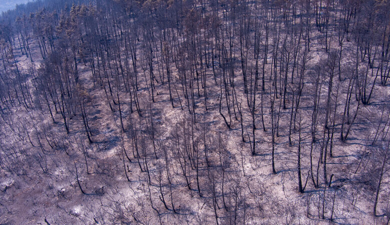 Περισσότερα από 617.000 στρέμματα κατέκαψε μέχρι σήμερα η φωτιά στον Έβρο και πάνω από 50.000 στη Φυλή