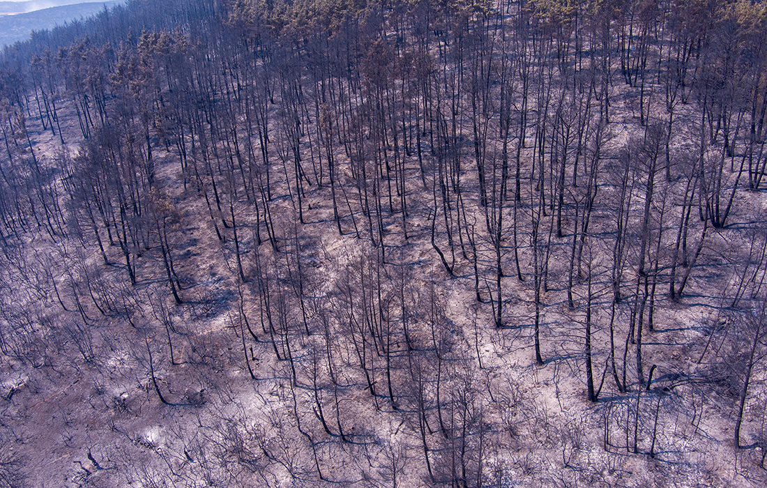 Περισσότερα από 617.000 στρέμματα κατέκαψε μέχρι σήμερα η φωτιά στον Έβρο και πάνω από 50.000 στη Φυλή