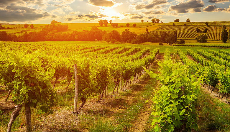 Ο καύσωνας μειώνει την παραγωγή οίνου αλλά ενισχύει την ποιότητα στην Γαλλία
