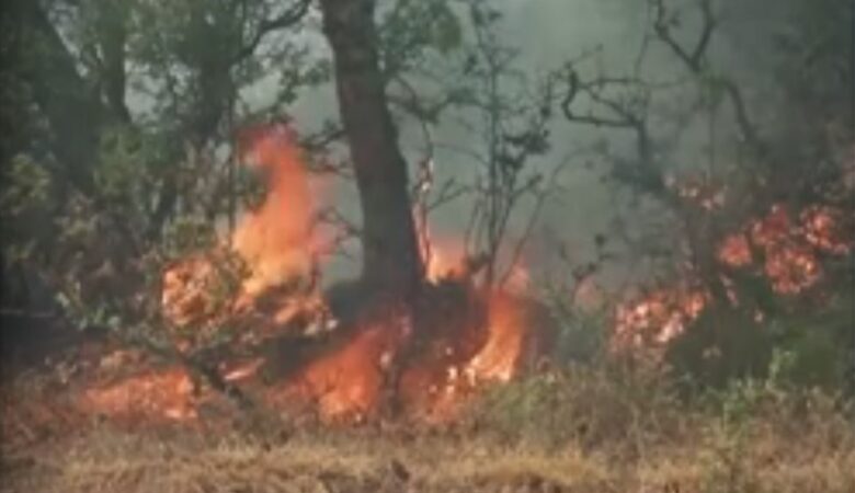 Καθηγητής δασικών πυρκαγιών: «Το πιο πιθανό να μην έχουμε ξανά το δάσος της Δαδιάς, ήταν καταστροφή μη αναστρέψιμη»