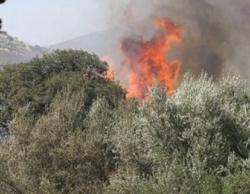 Φωτιά στο Μούρεσι Πηλίου – Δεν απειλούνται κατοικίες