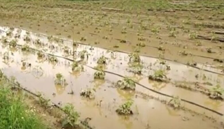 Καταστροφές σε καλλιέργειες από πρόσκαιρη κακοκαιρία σε Καστοριά και Τρίκαλα