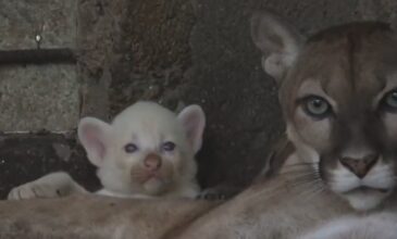 Σπάνιο αλμπίνο πούμα γεννήθηκε στο ζωολογικό κήπο της Νικαράγουας – Δείτε βίντεο