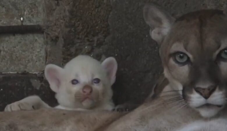 Σπάνιο αλμπίνο πούμα γεννήθηκε στο ζωολογικό κήπο της Νικαράγουας – Δείτε βίντεο