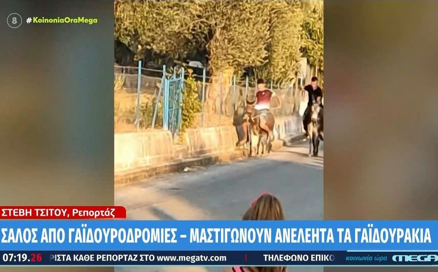 Σάλος για αγώνες με γαϊδουράκια στη Λέσβο: Ανήλικοι τα μαστιγώνουν και οι γονείς τους λένε να χτυπήσουν πιο δυνατά