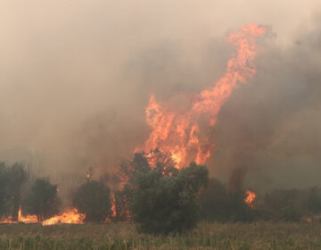 Συναγερμός στην Εύβοια για φωτιές σε δασική έκταση στο Κοντοδεσπότι και σε εργοστάσιο στη Ριτσώνα