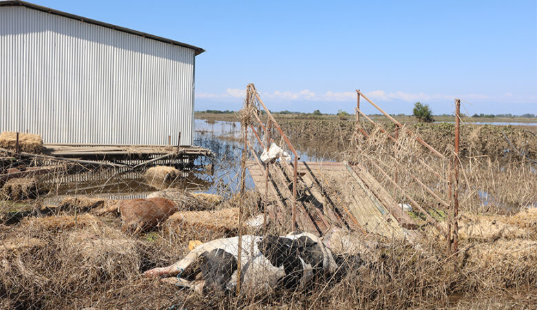 Κακοκαιρία Daniel: Υγειονομική βόμβα με χιλιάδες νεκρά ζώα σε χωράφια και στάνες – «Πολύ επικίνδυνη η μεταφορά τους»