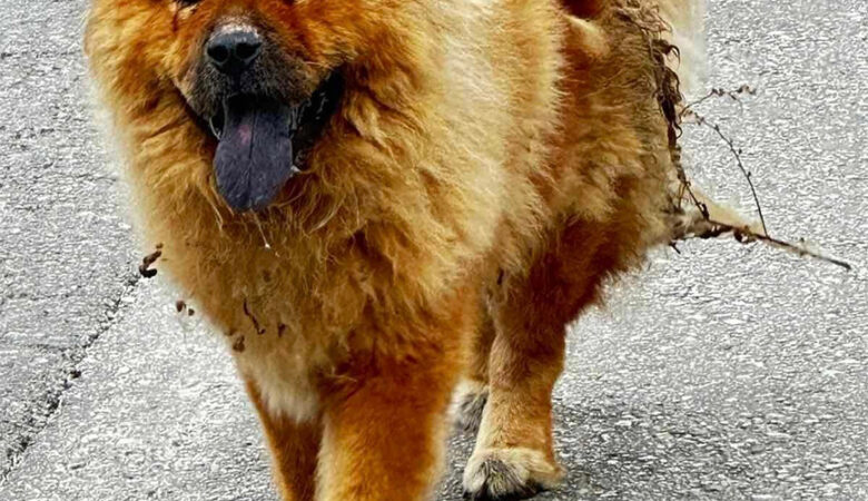 Κτηνωδία στα Χανιά: Έριξαν καυστικό υγρό σε σκύλο – Το ζώο έχει ένα τεράστιο έγκαυμα στην πλάτη