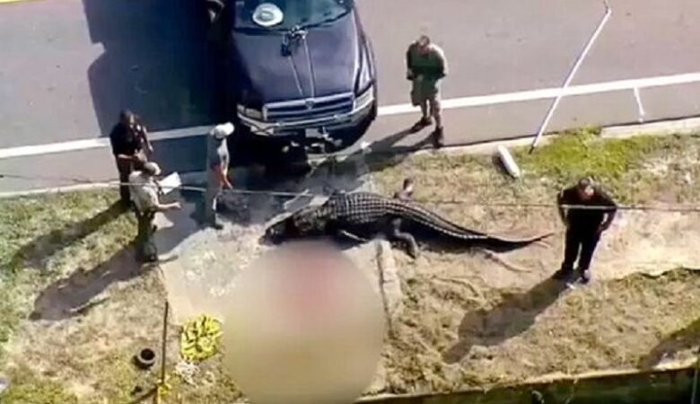 Θρίλερ στη Φλόριντα: Αλιγάτορας έσερνε σε ένα κανάλι το πτώμα μιας γυναίκας