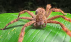 Το δηλητήριο της φονικής αράχνης-μπανάνα μπορεί να θεραπεύσει τη στυτική δυσλειτουργία