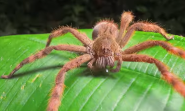 Το δηλητήριο της φονικής αράχνης-μπανάνα μπορεί να θεραπεύσει τη στυτική δυσλειτουργία