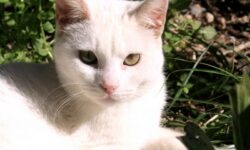 Κτηνωδία στα Χανιά: Άγνωστος πυροβόλησε και σκότωσε γάτα μέρα-μεσημέρι