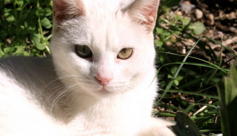 Κτηνωδία στα Χανιά: Άγνωστος πυροβόλησε και σκότωσε γάτα μέρα-μεσημέρι
