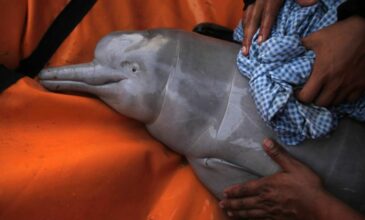 Βραζιλία: Στην ξηρασία και στη ζέστη ενδέχεται να οφείλεται ο θάνατος δεκάδων δελφινιών στον Αμαζόνιο