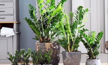 Βρέφος δηλητηριάστηκε από φύλλο φυτού εσωτερικού χώρου στα Τρίκαλα