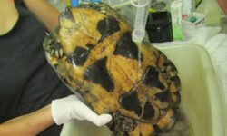 Αργή η ανάρρωση για τις χελώνες που τραυματίστηκαν από τις φωτιές στην Ελλάδα