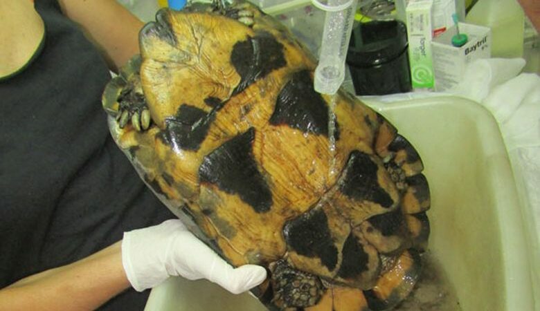 Αργή η ανάρρωση για τις χελώνες που τραυματίστηκαν από τις φωτιές στην Ελλάδα