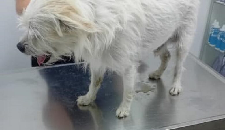 Απίστευτη κτηνωδία στην Πάτρα: Άγνωστος βίασε δεσποζόμενο σκυλάκι