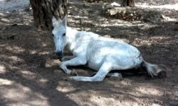 Νέα κτηνωδία στη Λέσβο: Άλογο βρέθηκε εγκαταλελειμμένο και ημιθανές στον Ασώματο