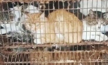 Κίνα: Η αστυνομία έσωσε χίλιες γάτες που θα κατέληγαν σε σφαγείο για κρέας και λουκάνικα