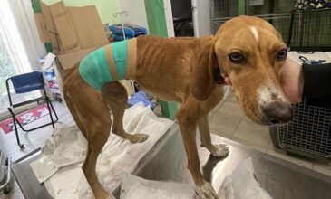 Απίστευτη κτηνωδία σε βάρος σκυλίτσας στη Χαλκιδική