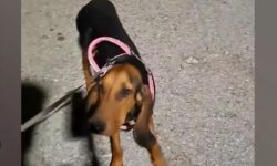 Κτηνωδία στην Κέρκυρα: «Εκπαίδευε» τον σκύλο του με ηλεκτροφόρο κολάρο