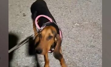 Κτηνωδία στην Κέρκυρα: «Εκπαίδευε» τον σκύλο του με ηλεκτροφόρο κολάρο