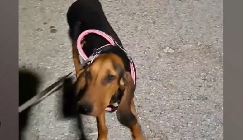 Κτηνωδία στην Κέρκυρα: «Εκπαίδευε» τον σκύλο του με ηλεκτροφόρο κολάρο