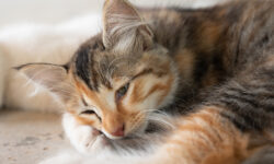 Νέα κτηνωδία στη Θεσσαλονίκη: Βρέθηκε και δεύτερη γάτα με ακρωτηριασμένα πόδια από ανθρώπινο χέρι