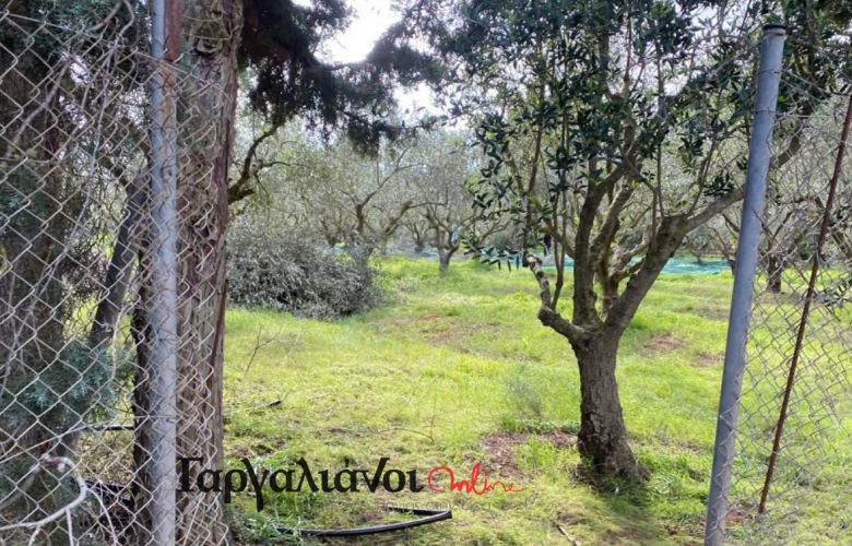 Μεσσηνία: Επικήρυξε με 1.000 ευρώ αυτούς που του έκλεψαν τα σακιά με τις ελιές στους Γαργαλιάνους