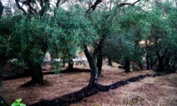 Αγρότης «επικύρηξε» με 1.000 ευρώ τους δράστες που του έκλεψαν σακιά με ελιές στη Μεσσηνία